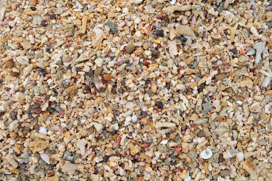marine Sea Shells