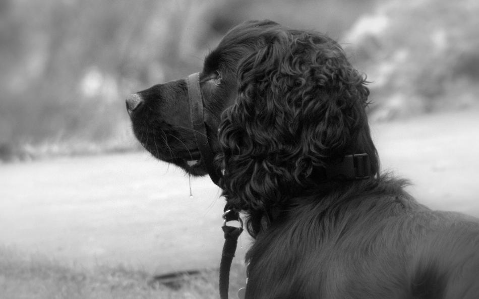 Dog Spaniel Animal