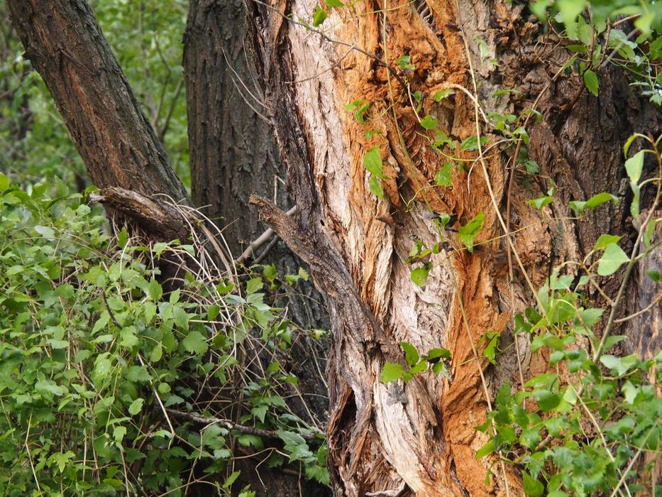 broken forest tree in the grass