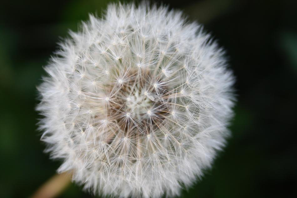 Close up of a dandelion in summer