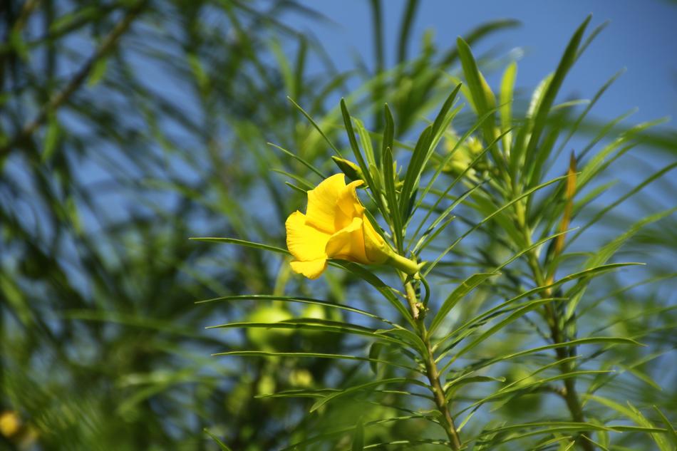 Flower Vacations Indonesia