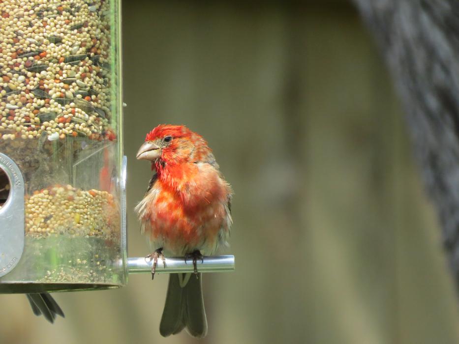 scarlet gray bird at the feeder