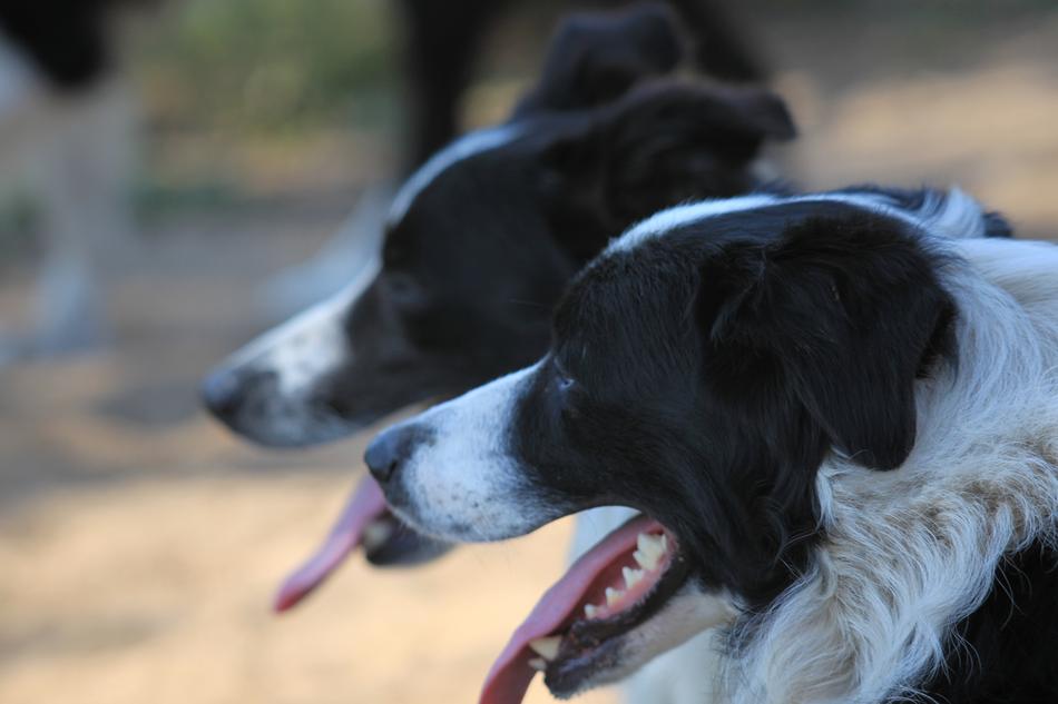Dog Pet heads