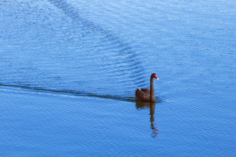 Swan Lake Water