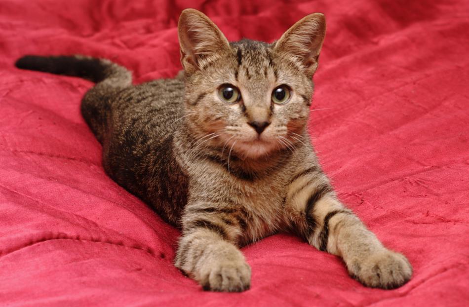 Cat Stripes Animal