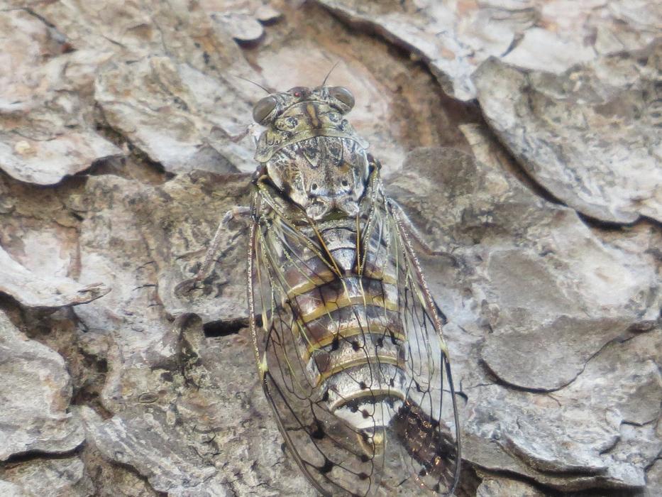 Cicada Pine Croatia