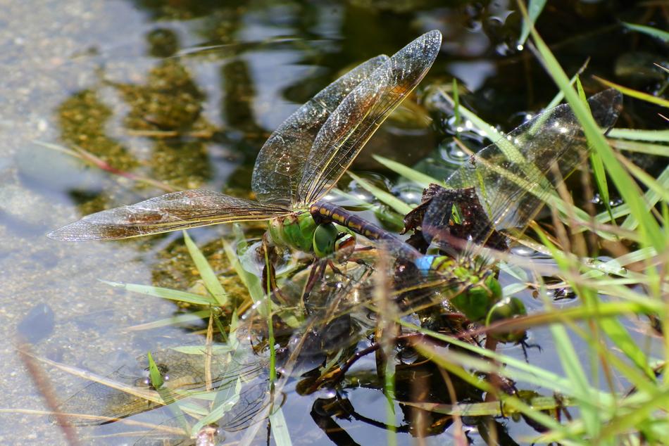 Animal Insect in Pond