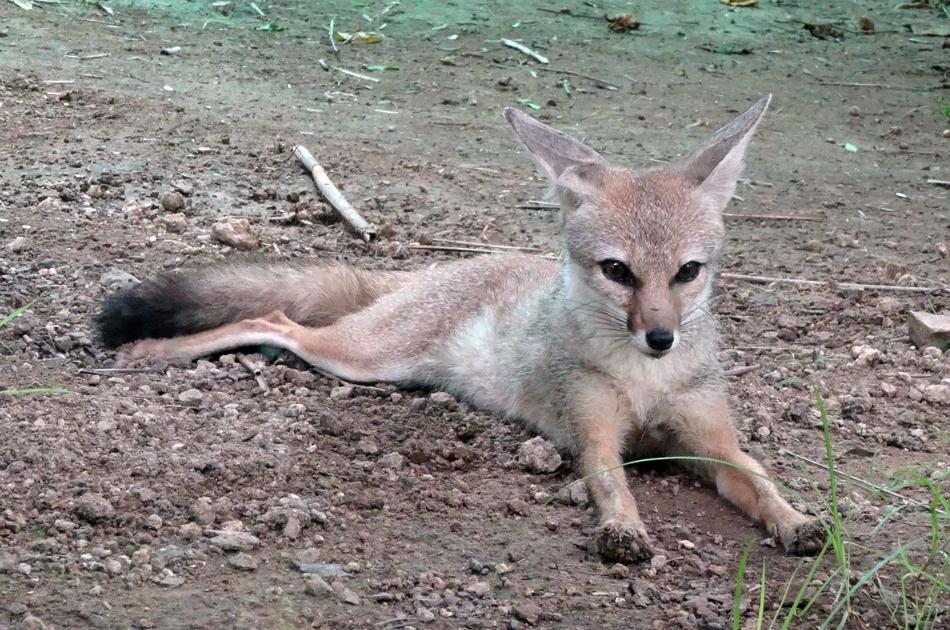 Fox Bengal Vulpes Bengalensis in India