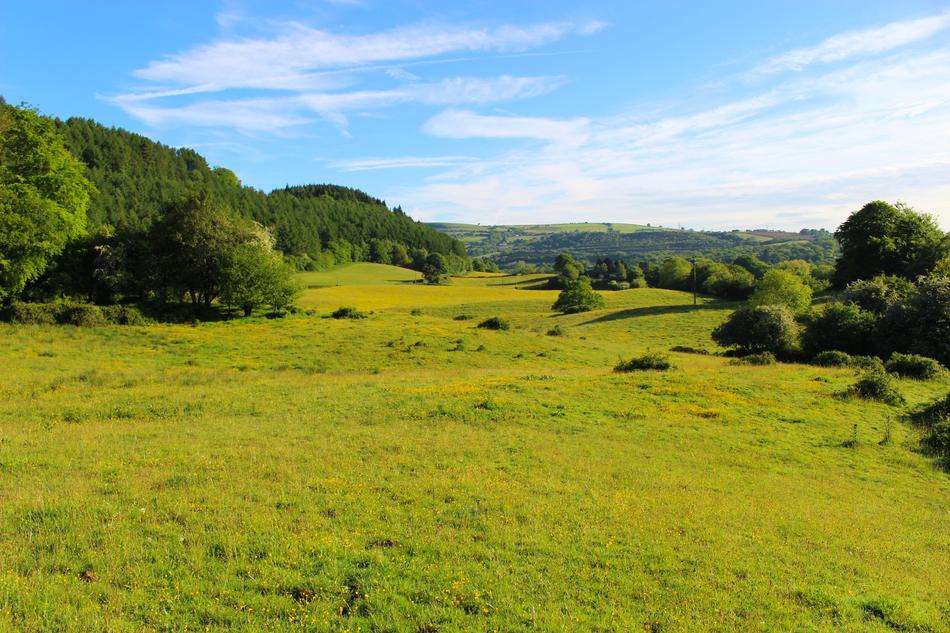 green field with trees