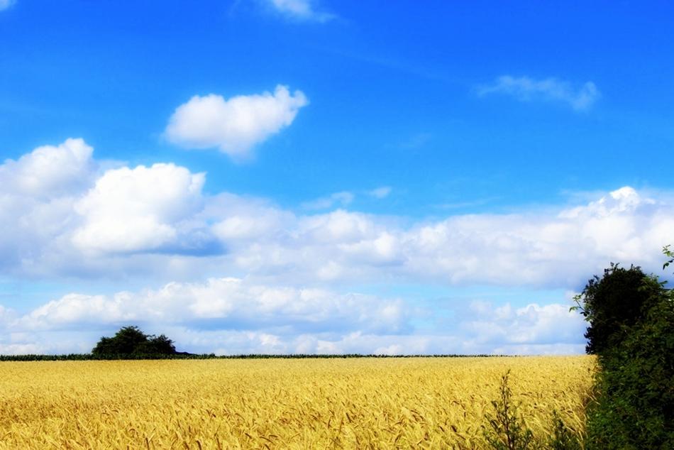 summer wheat field in clear weather
