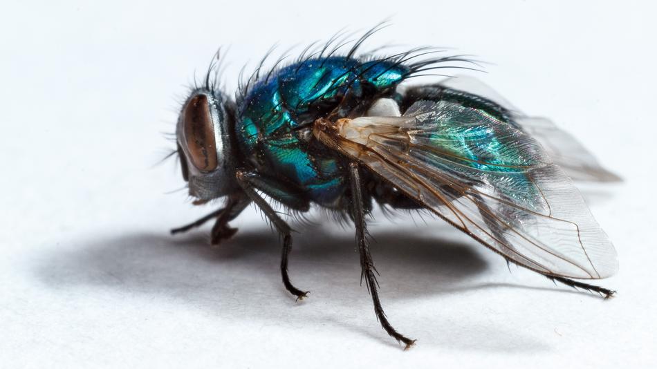 Housefly Fly Insect