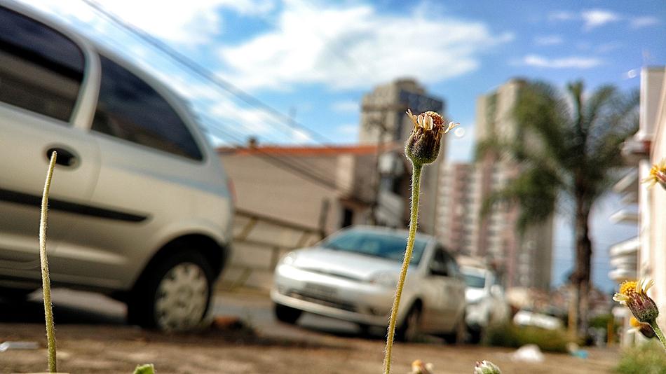 macro view of City cars and Flower