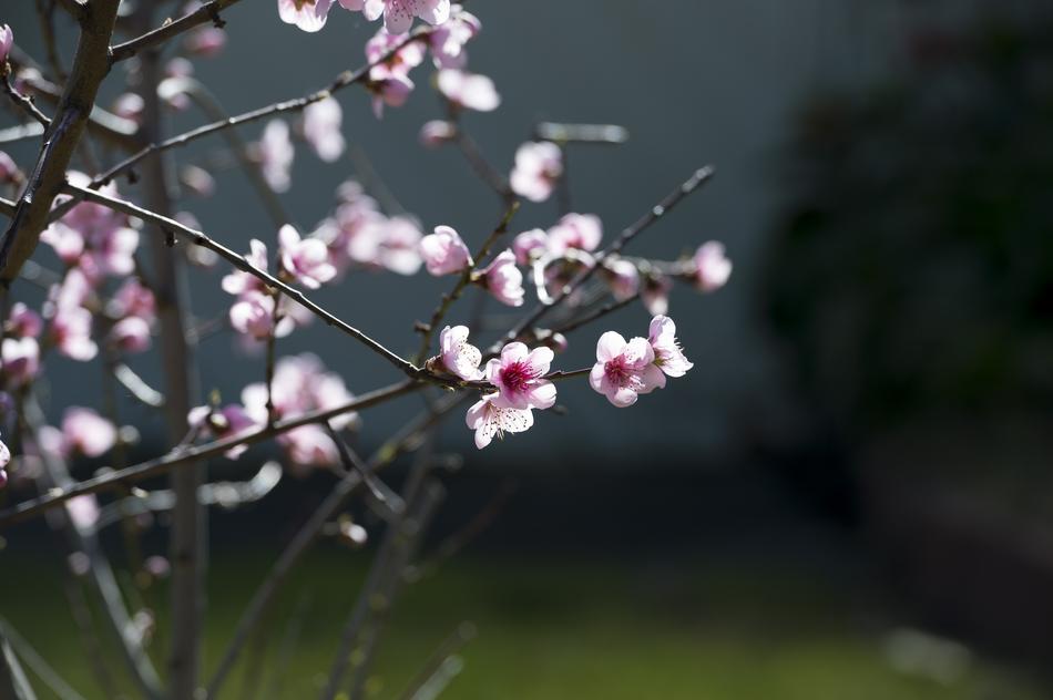 little pink flowers on branches