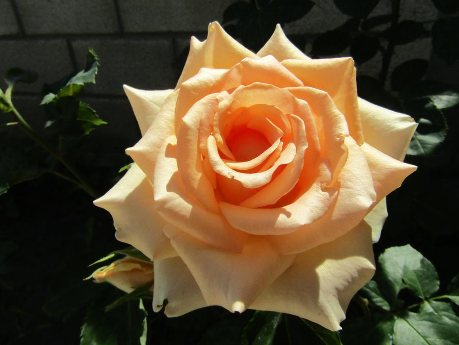 cream rose bud