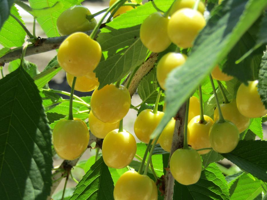 yellow ripe cherry on a branch