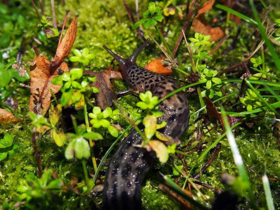 leopardsnigel on green moss