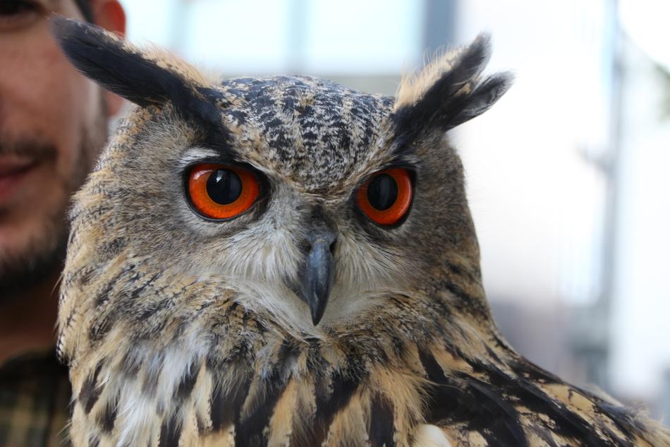 Eagle Owl Wildfowl