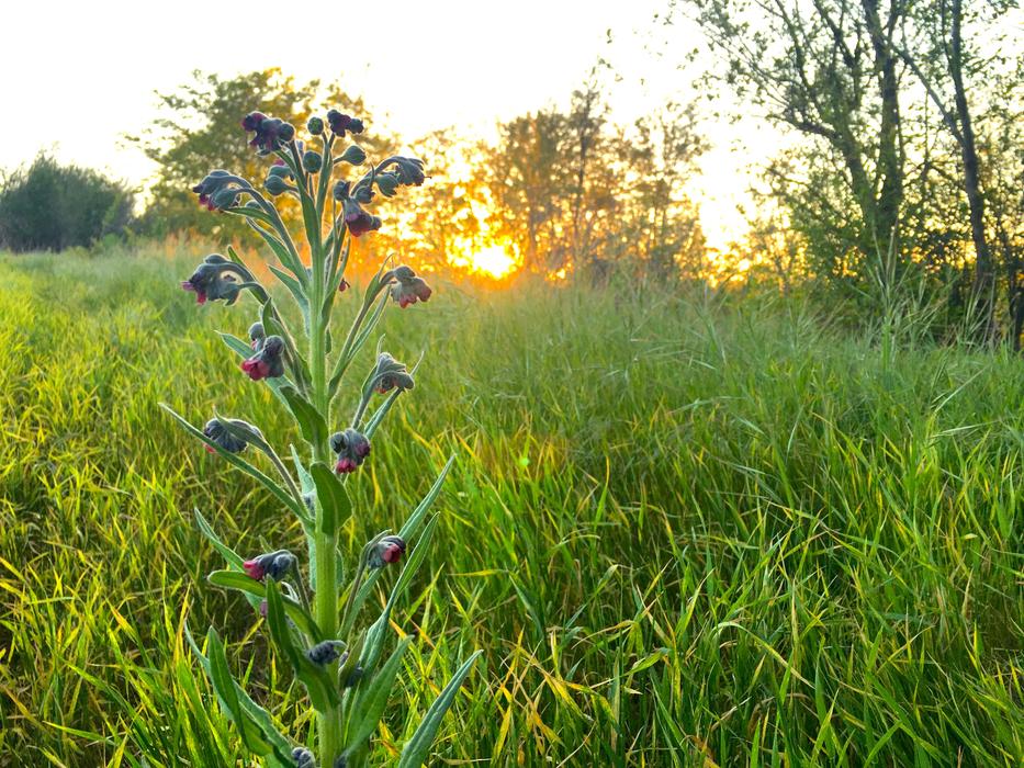 green lawn with flowers landscape