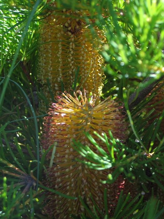 Flower Native Banksia