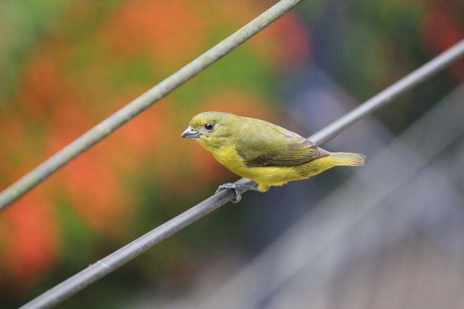 Bird Looking At
