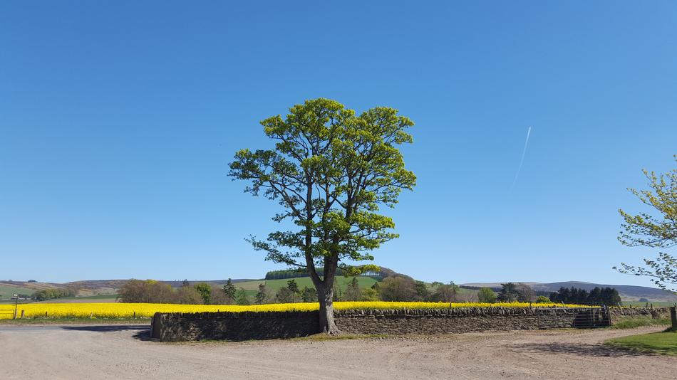 scenery on a lonely tree on the road