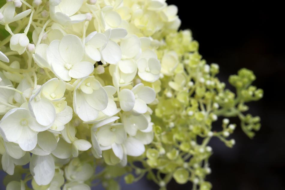 forest white hydrangea splendid