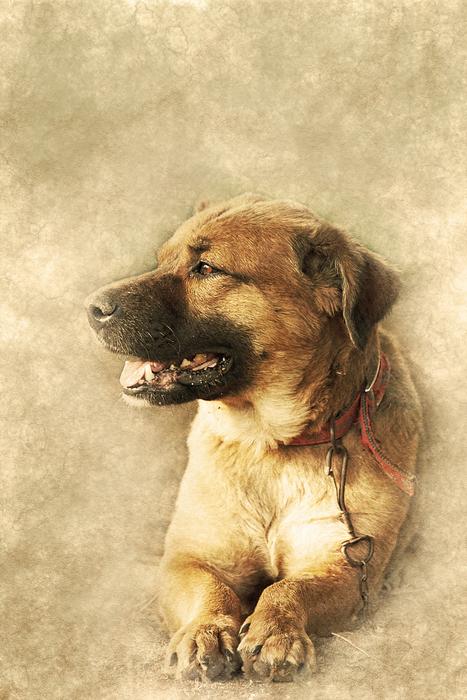 dog animal portrait art vintage