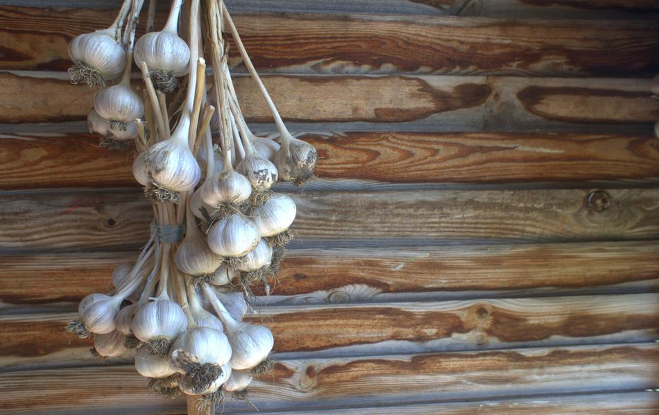 Hanging garlic on the colorful and beautiful wooden wall