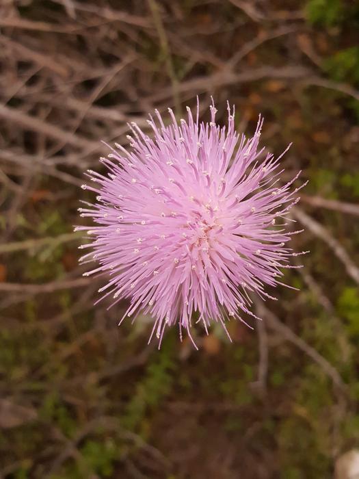 Flower Pink Thistleweed Ball