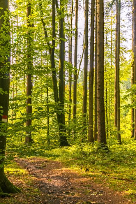 dense autumn forest