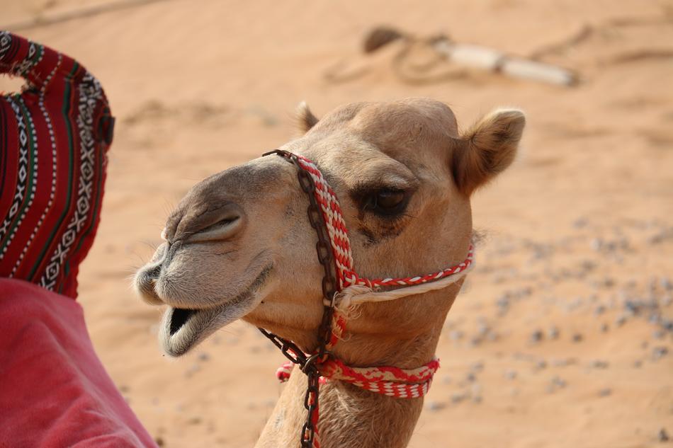 Camel Desert Hello