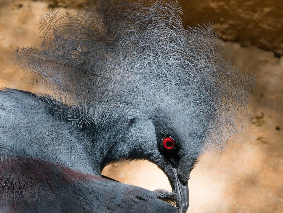 Pigeon Bird Zoo