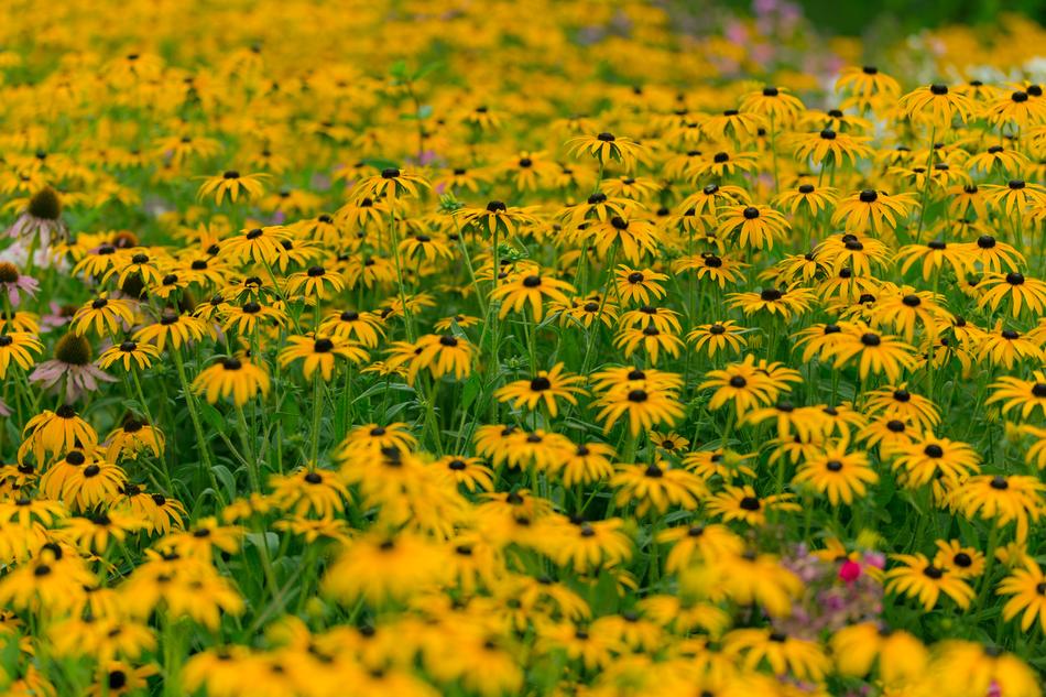 Sunflower Pasture Field