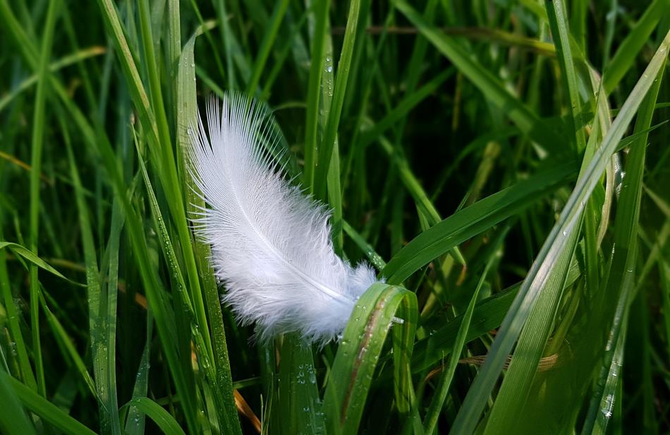 Feather Bird Down