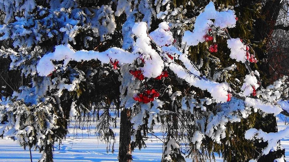 winter tree with berries