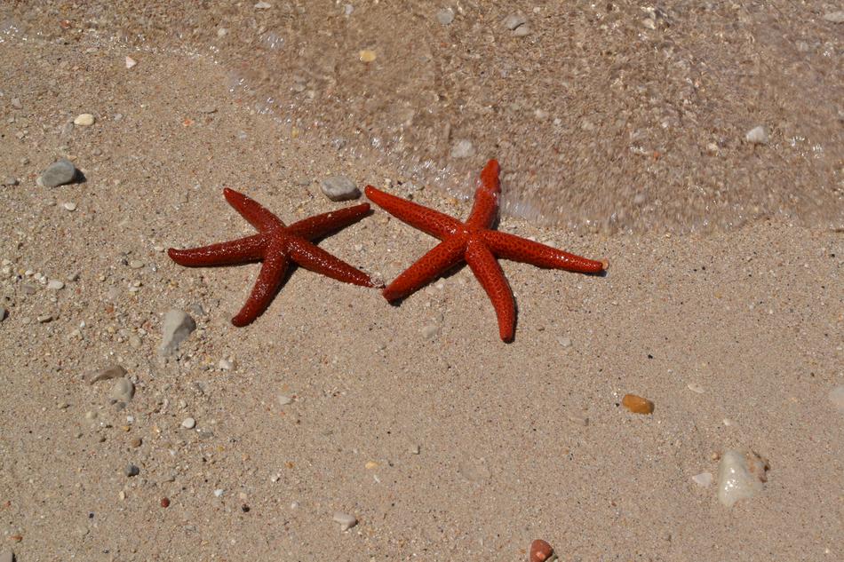 Sea Sand beach Starfishes