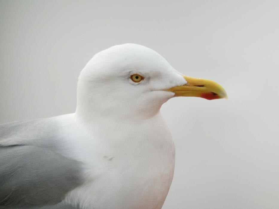 Gull Bird Flying Water