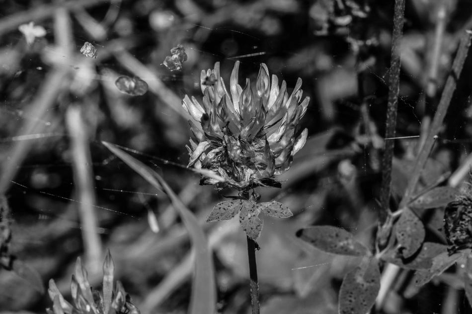 Wildflower Summer Nature