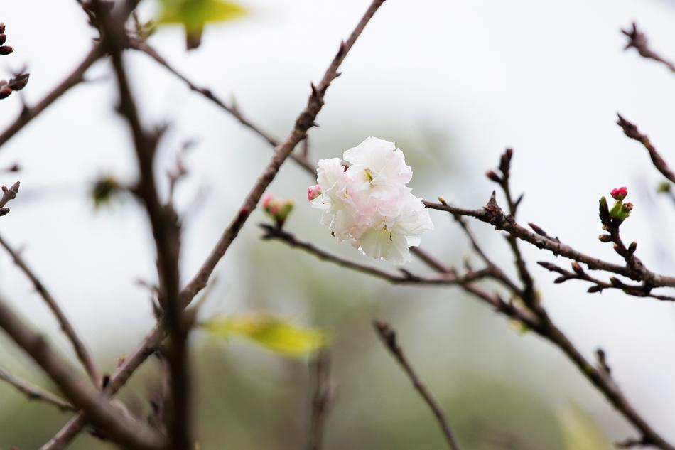 a white flower in a branch