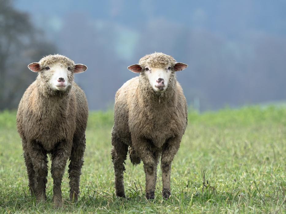 Sheep Animal Twin