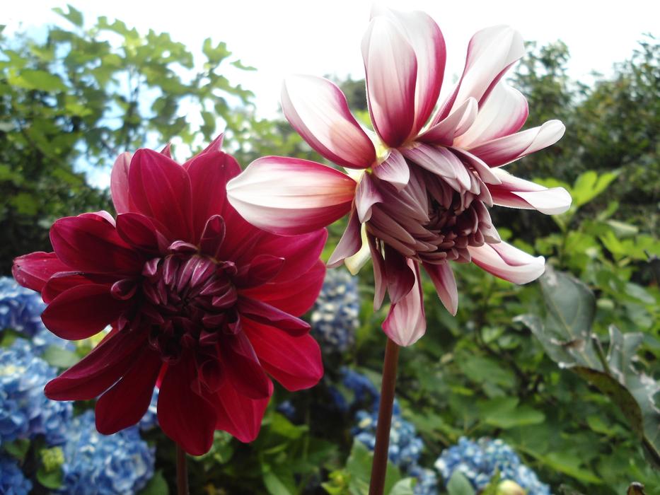 Flower Red Dahlia