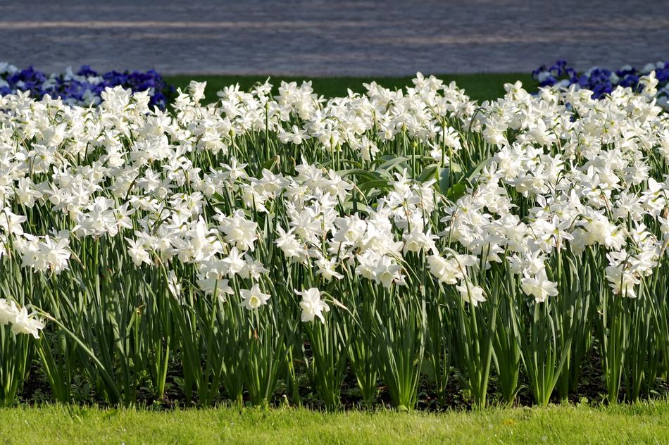 field of flowers by the sea