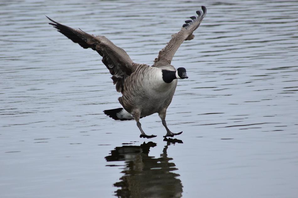 Bird Goose Landing