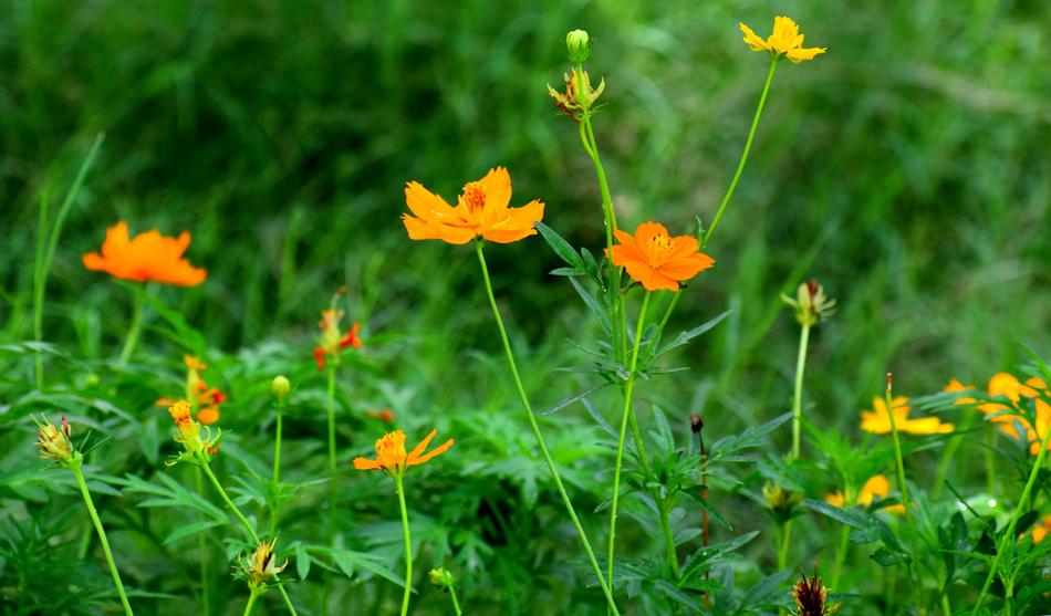 Flowers Nature Floral