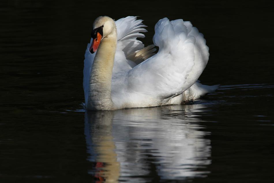 White Swan in Pond at night