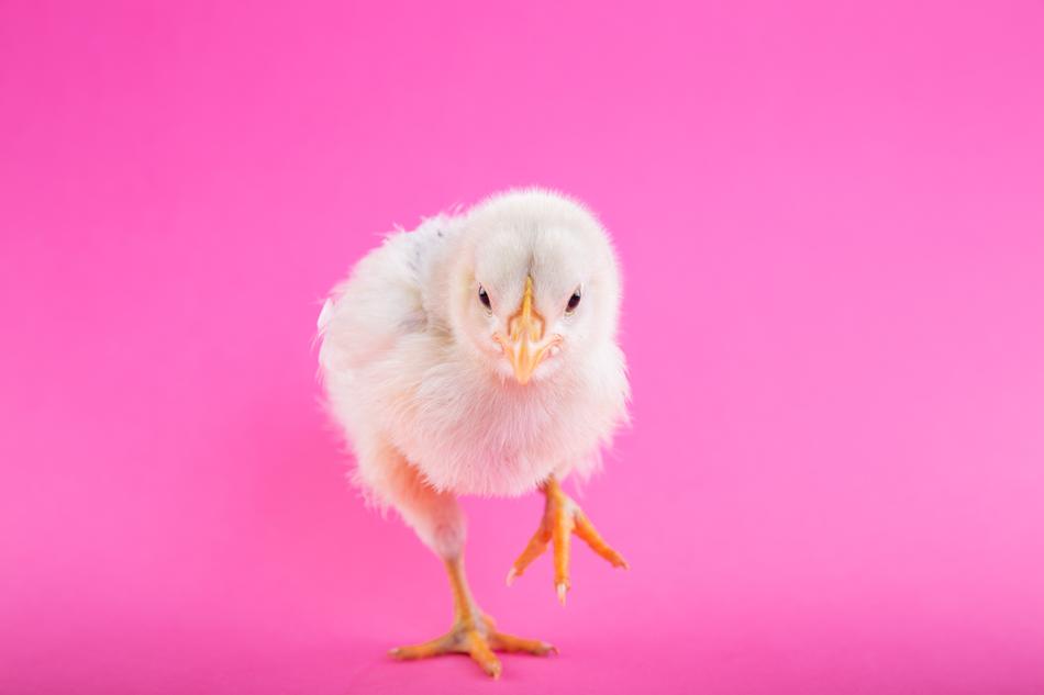 Animal Bird Chick