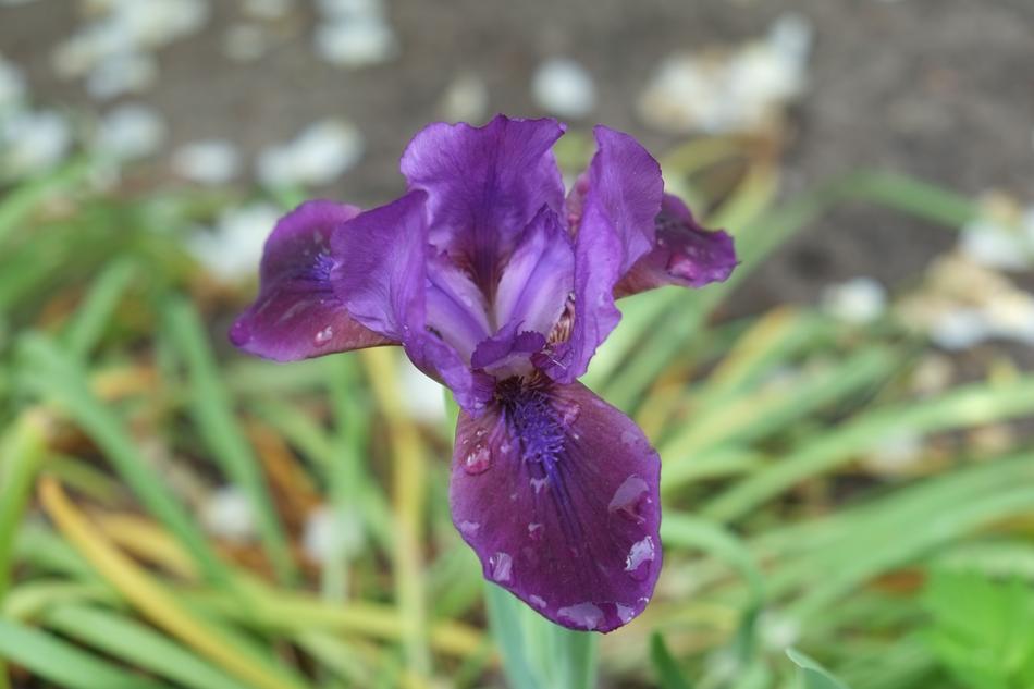 purple iris in the forest