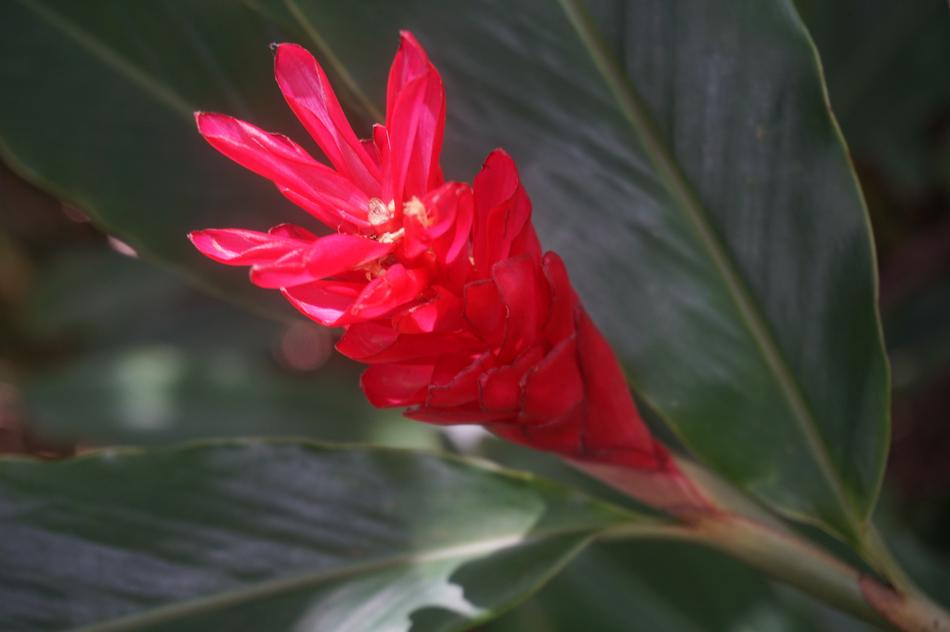 red flower sprout in the trees
