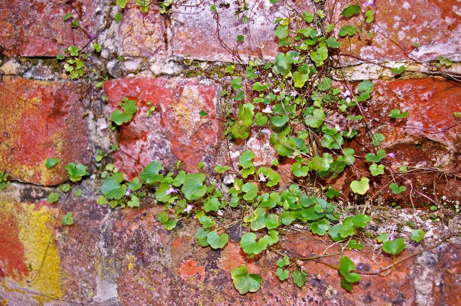 Wall Stone ivy