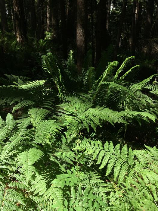 Ferns Forest Nature